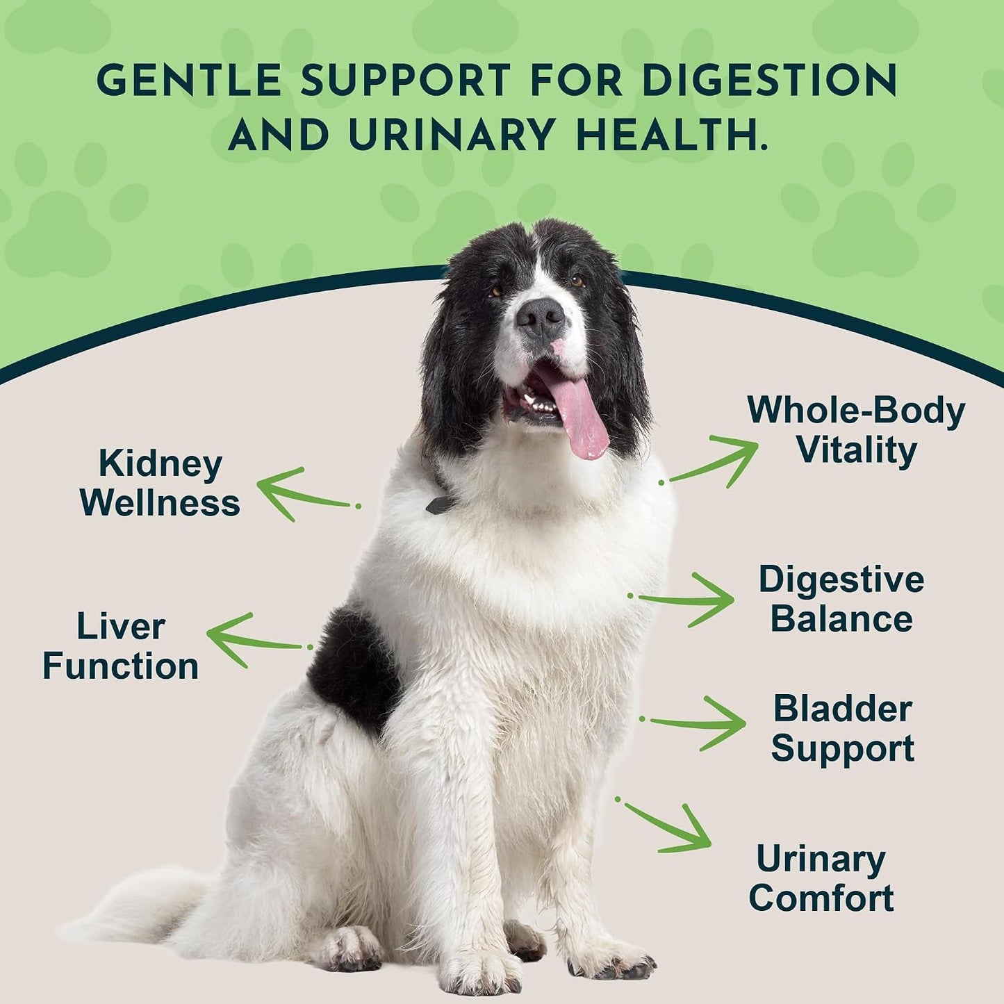 Animal Essentials Herbal Tonic Dandelion Supports Healthy Liver Function for Dogs & Cats - Dog Supplements & Vitamins 5