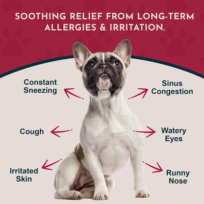 Animal Essentials Seasonal Allergy Powder for Dogs & Cats 2.5-oz - Dog Supplements & Vitamins 2
