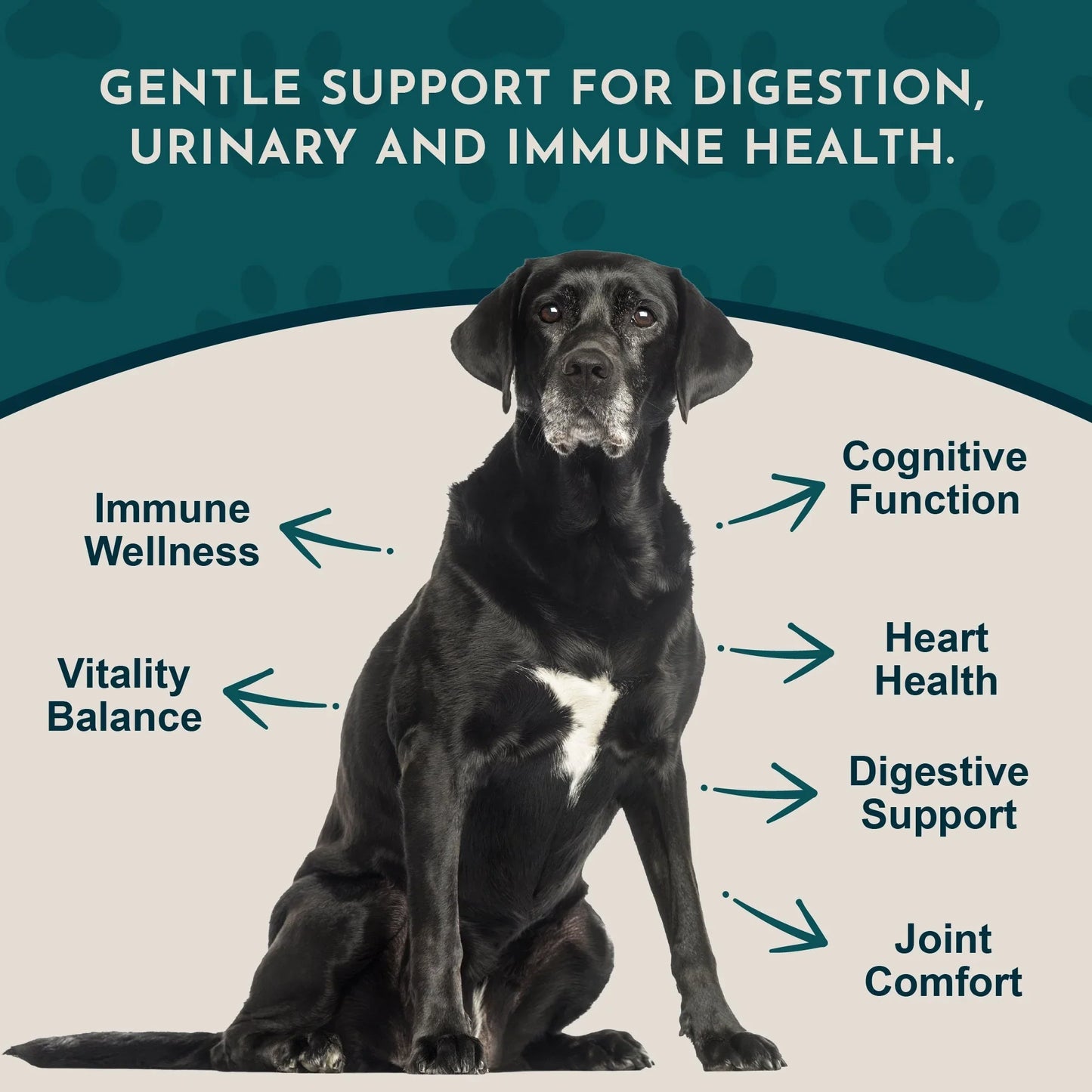 Animal Essentials Senior Support Herbal Tonic to Maintain Optimal Health for Dogs & Cats - Pet Vitamins & Supplements 11