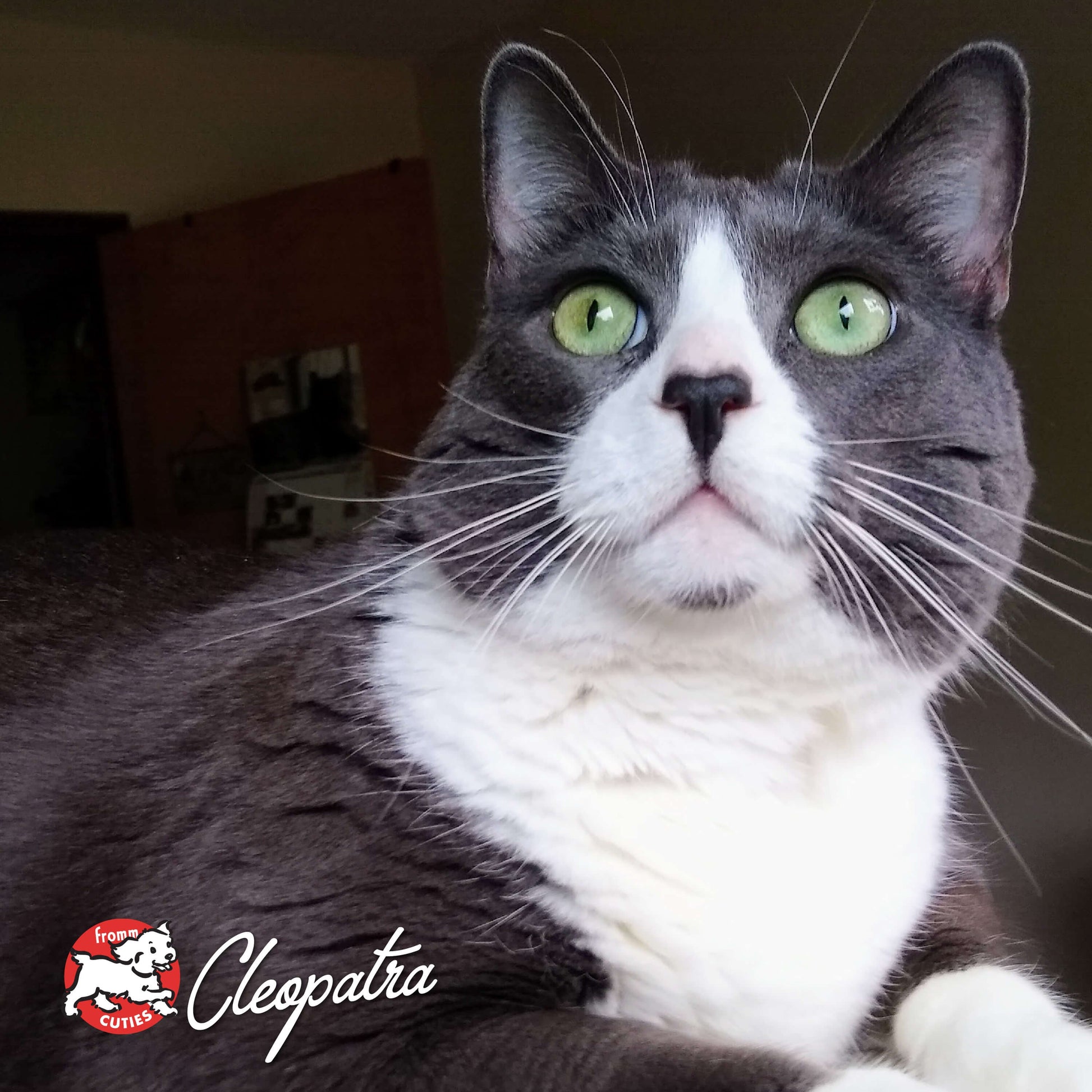 Gray and white cat with green eyes looking directly at the camera, with a Cleopatra logo in the corner.