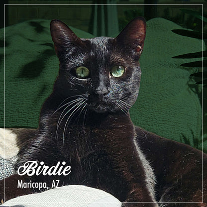 Black cat with green eyes sitting on a green cushion, with 'Birdie' and 'Maricopa, AZ' text overlay.