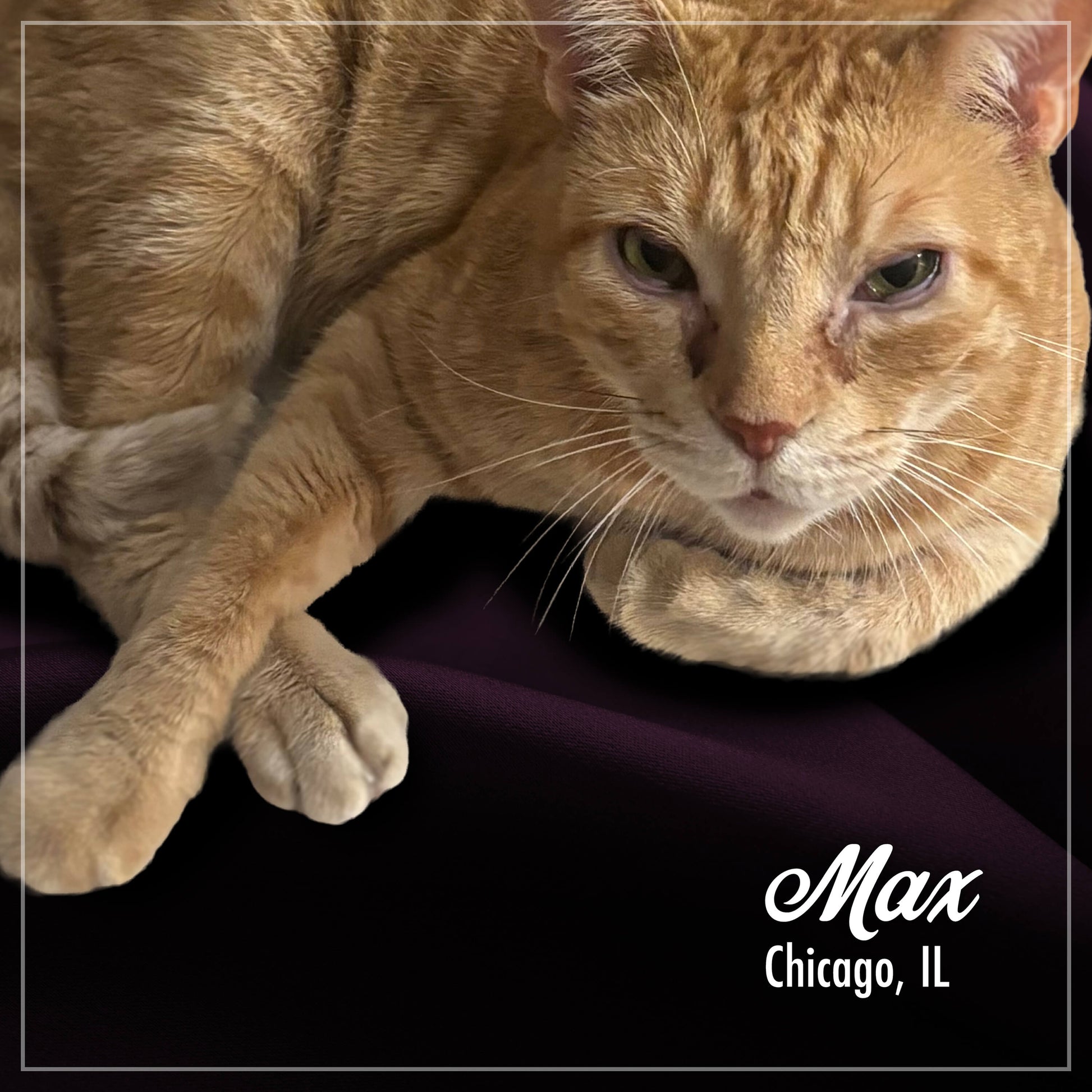 Close-up of a ginger cat named Max from Chicago, IL.