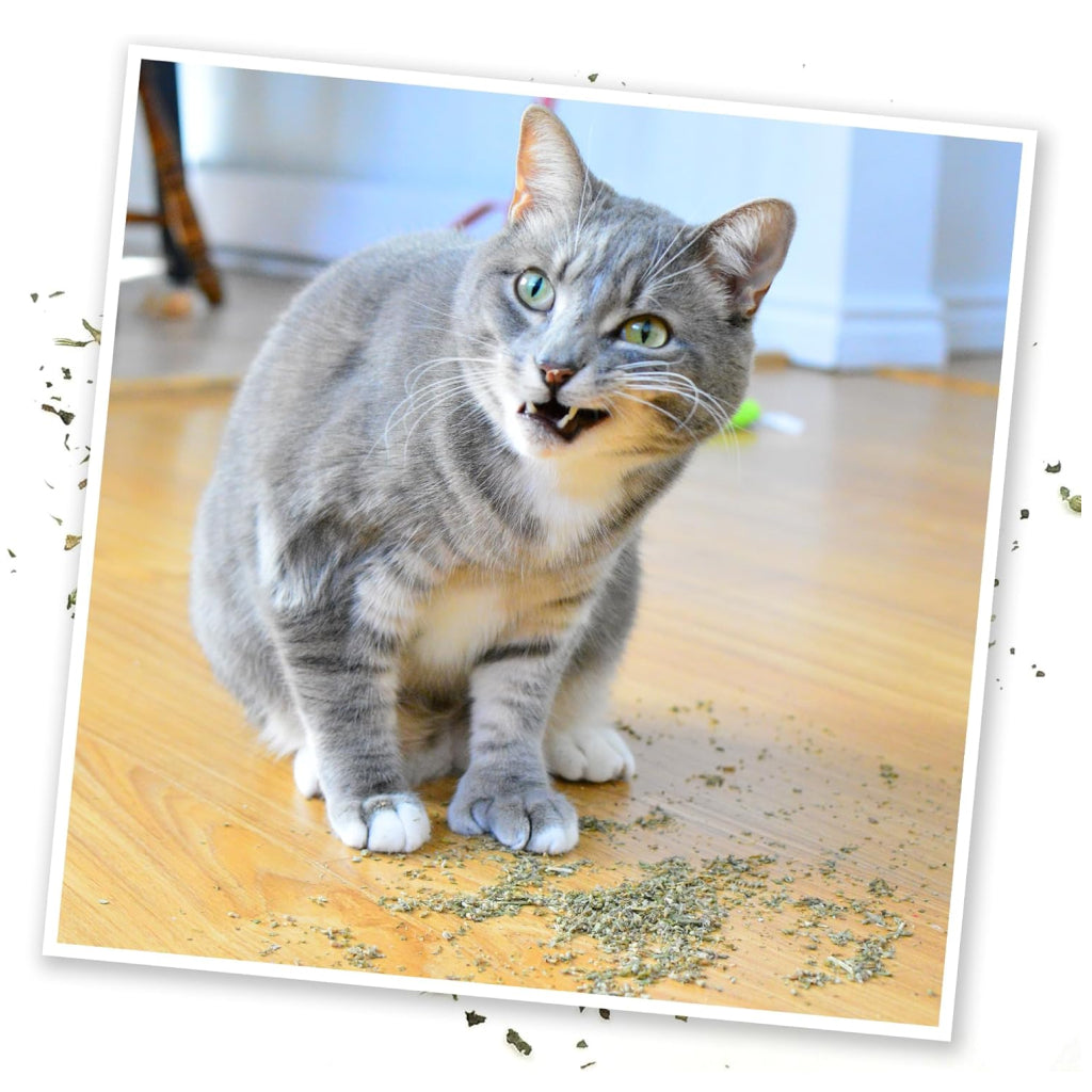 Meowijuana Purrple Passion Catnip & Silvervine Blend Catnip (0.917 oz) - Catnip 5