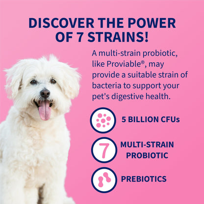 Nutramax Proviable-DC Digestive Health Supplement - Probiotics for Dogs & Cats - Dog Supplements & Vitamins 4