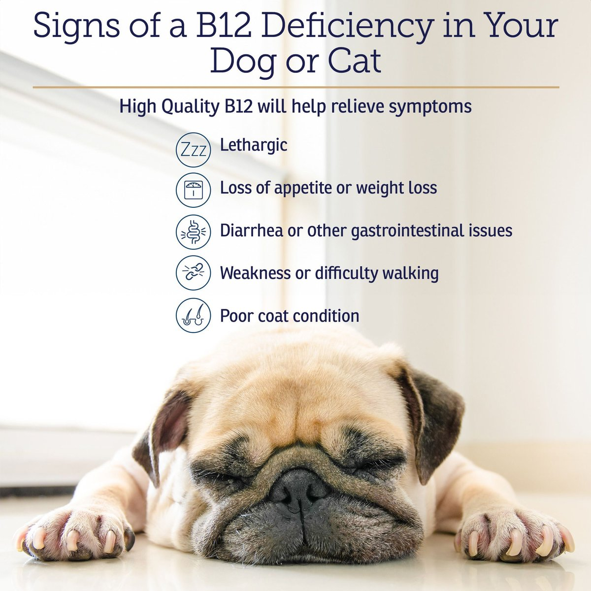 Rx Vitamins Rx B12 Liquid Digestive Supplement For Dogs and Cats (4 oz) - Dog & Cat Supplements & Vitamins 3